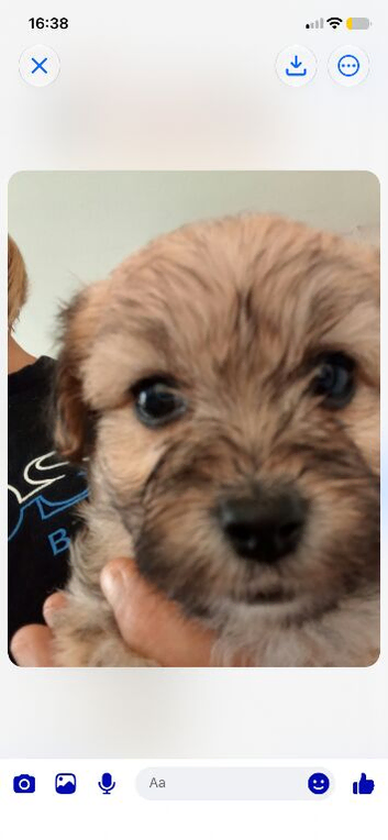 Poodle cross puppies