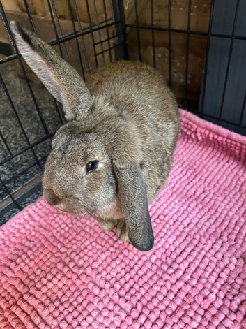Female French lop cross