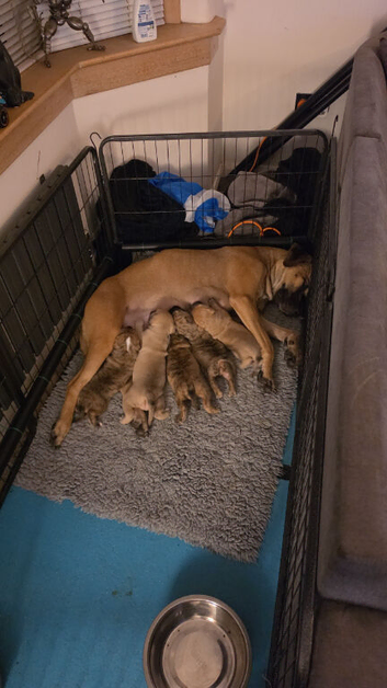 BanDog puppies Scotland