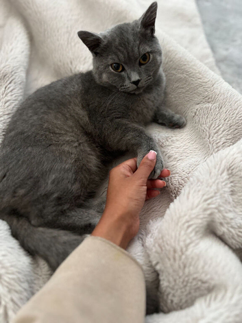 Hi im selling my cat