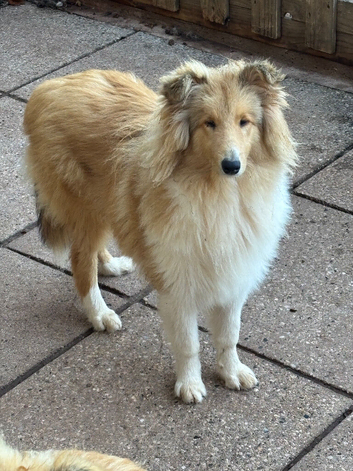 KC registered 6 month rough collie
