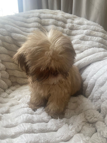 Imperial shihtzu puppies