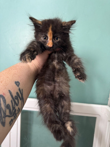 5 Maine coon babies