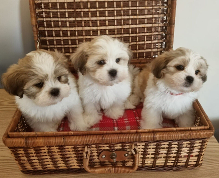 KC registered Lhasa Apso Puppies