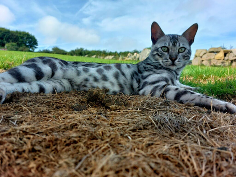 Proven Stud/Retired Silver Bengal