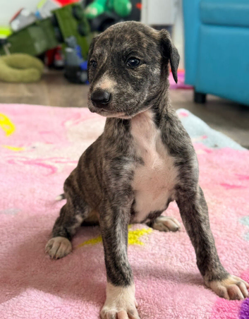 Saluki x lurcher puppy&rsquo;s available