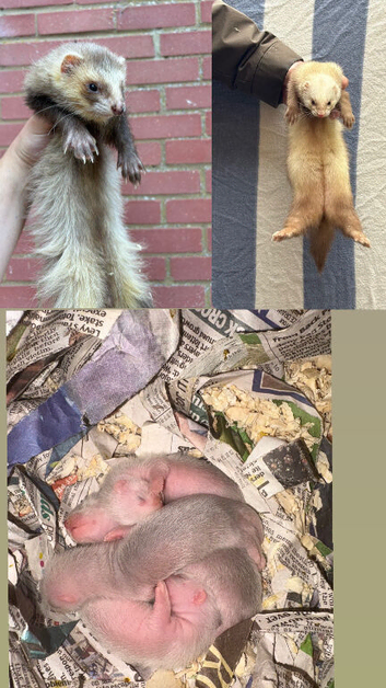 Semi angora Choclate kits for sale