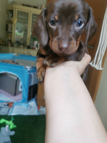 Miniature Dachshund baby boy