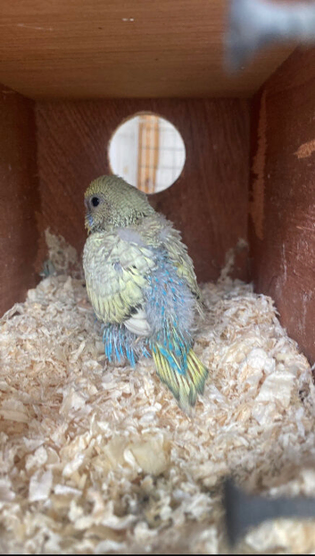 Rainbow baby budgie