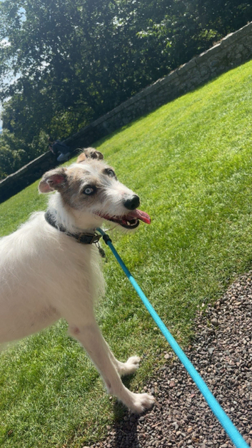 Lurcher available