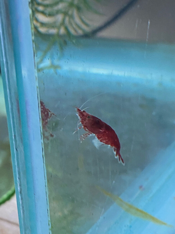 Red Cherry shrimp