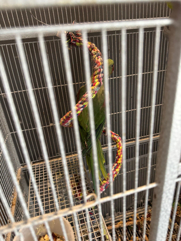 Alexandrine
