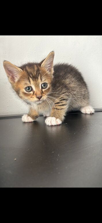 Kittens 3 for good home