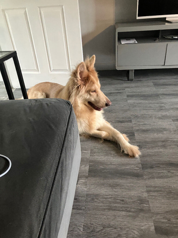 Kc reg Female German shepherd