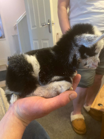 Farm animal rescue