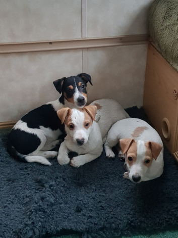 MINIATURE  JACK RUSSELL PUPPIES