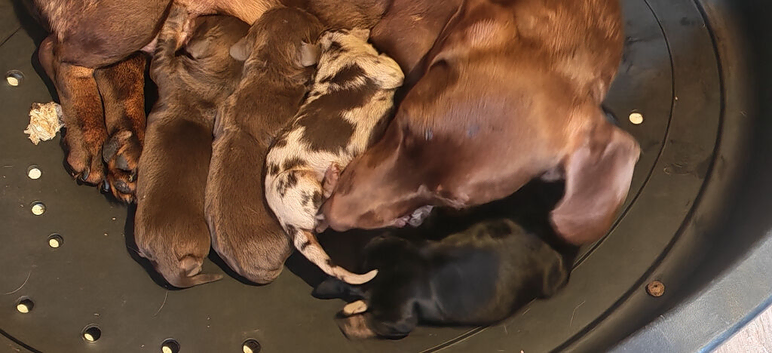 Dachshund puppies