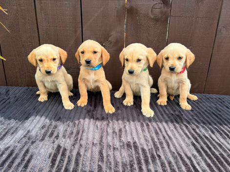 Goldador puppies 10 weeks old