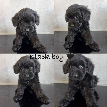 Ready soon- beautiful cockapoo puppies