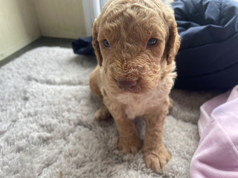 F1b cavapoo 2 boys available