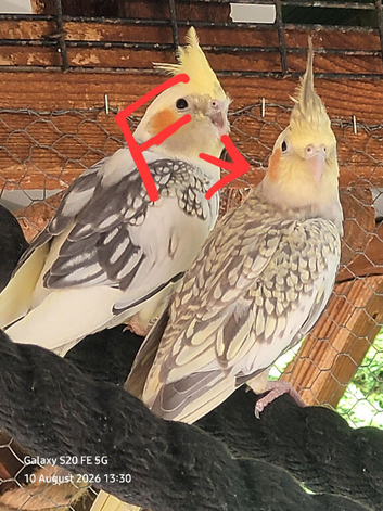 Young/baby cockatiels DNA sexed