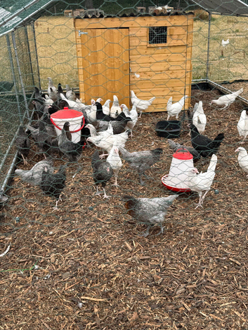 Hybrid pullets