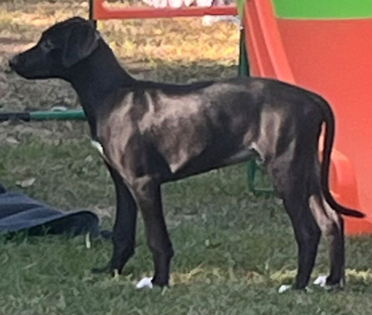 Lurcher puppies
