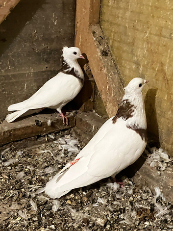 Iranian Pigeon for sale