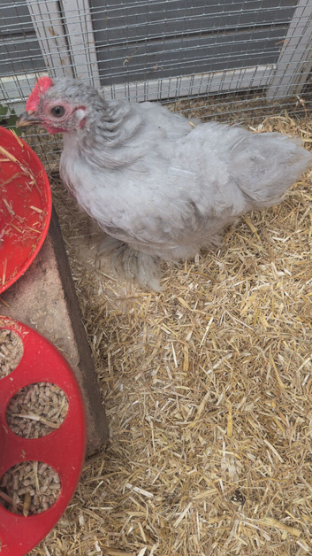 Unsexed lavender pekin
