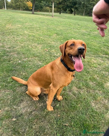 1 year old Red Fox Lab looking for forever home