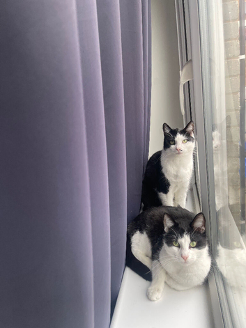 2 male cats