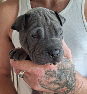 Staffy x sharpei