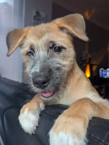 Meet Our Gorgeous Gaelic Bear Princess!