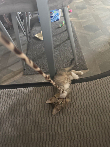 Kitten