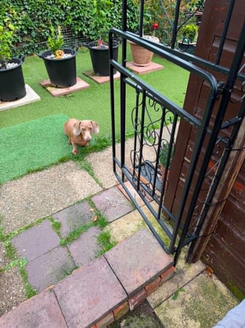 miniture dacshund dog 10 months old