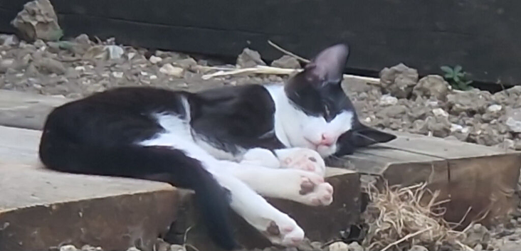 Kittens