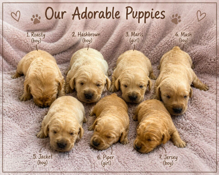 Pedigree Labrador Puppies &ndash; Ready for Their Forever Homes