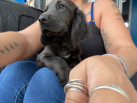 Sprocker pups
