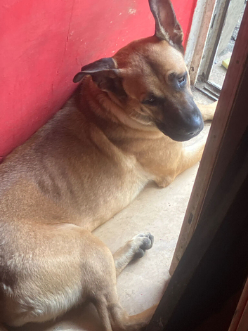 Cane corso cross German sheperd
