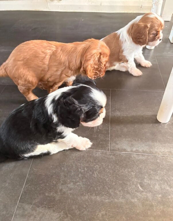 Beautiful Cavalier King Charles Spaniel Puppies