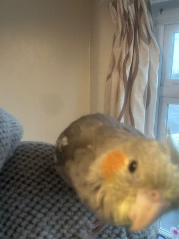 I have a silly hand tame cockatiel called Kevin he is a amazing he loves attention and scratches he can sing bob marly don&rsquo;t worries be happy will hap
