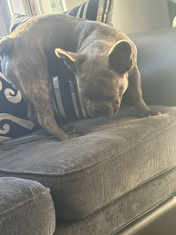 6 month old French bulldog