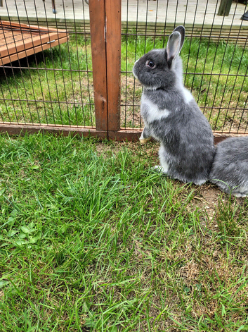 Netherland dwarf youngsters