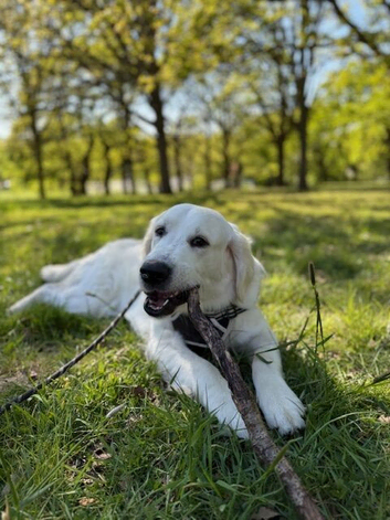 Golden Retriever Available for STUD