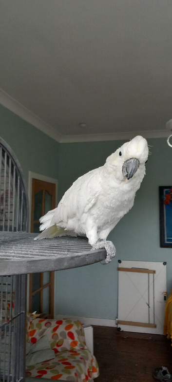 Yellow crested cockatoo
