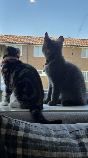 2 kittens for sale