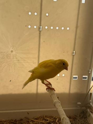 Canary