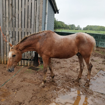 Appaloosa cross