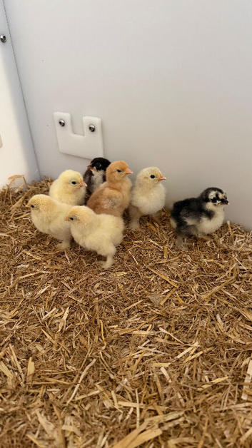 Pekin chicks