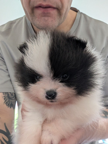 Kc registered Pomeranian Puppies